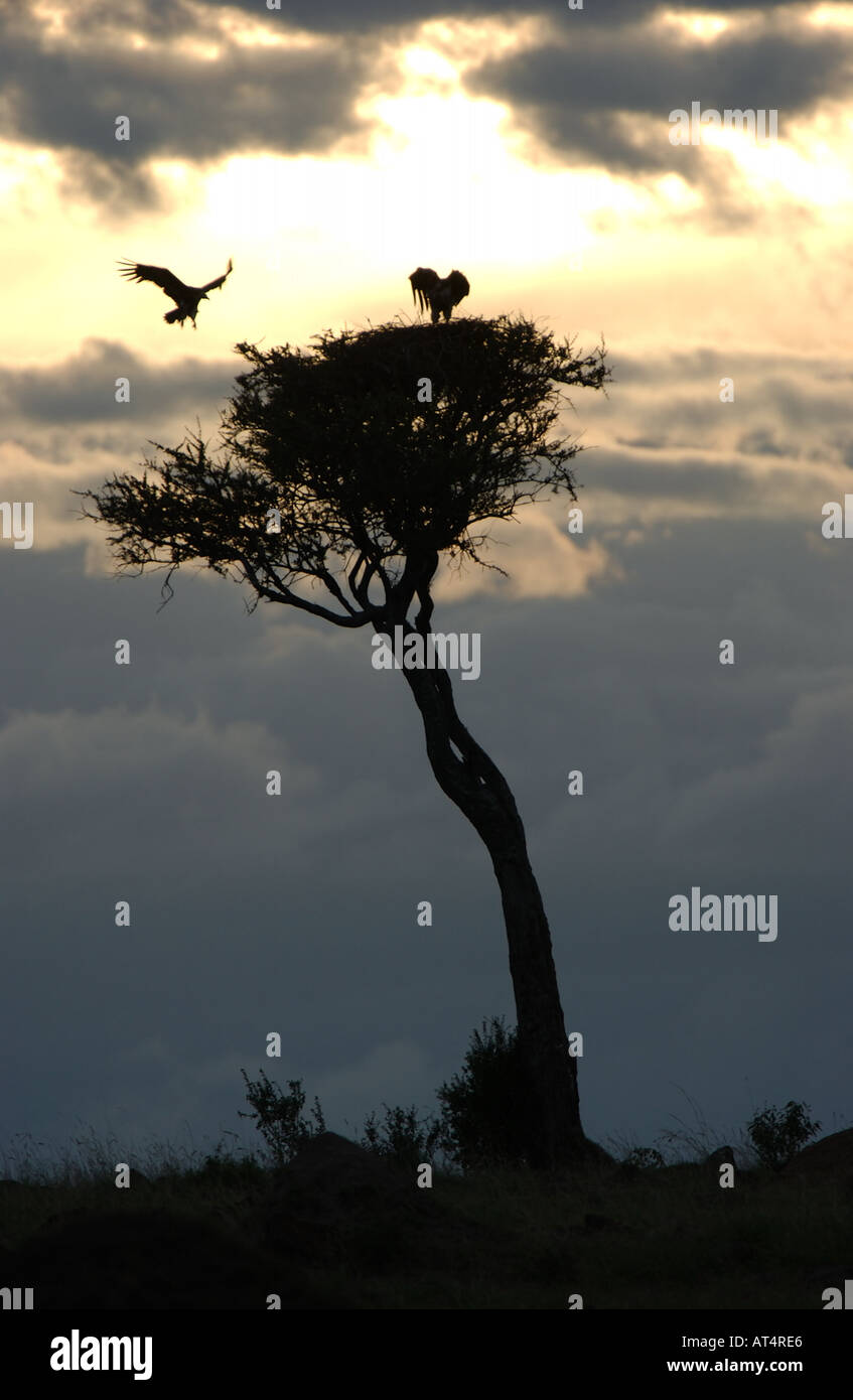 Paire de vautours Torgos micaceus Coprin micacé face au coucher du soleil au nid Masaii Mara Kenya Banque D'Images
