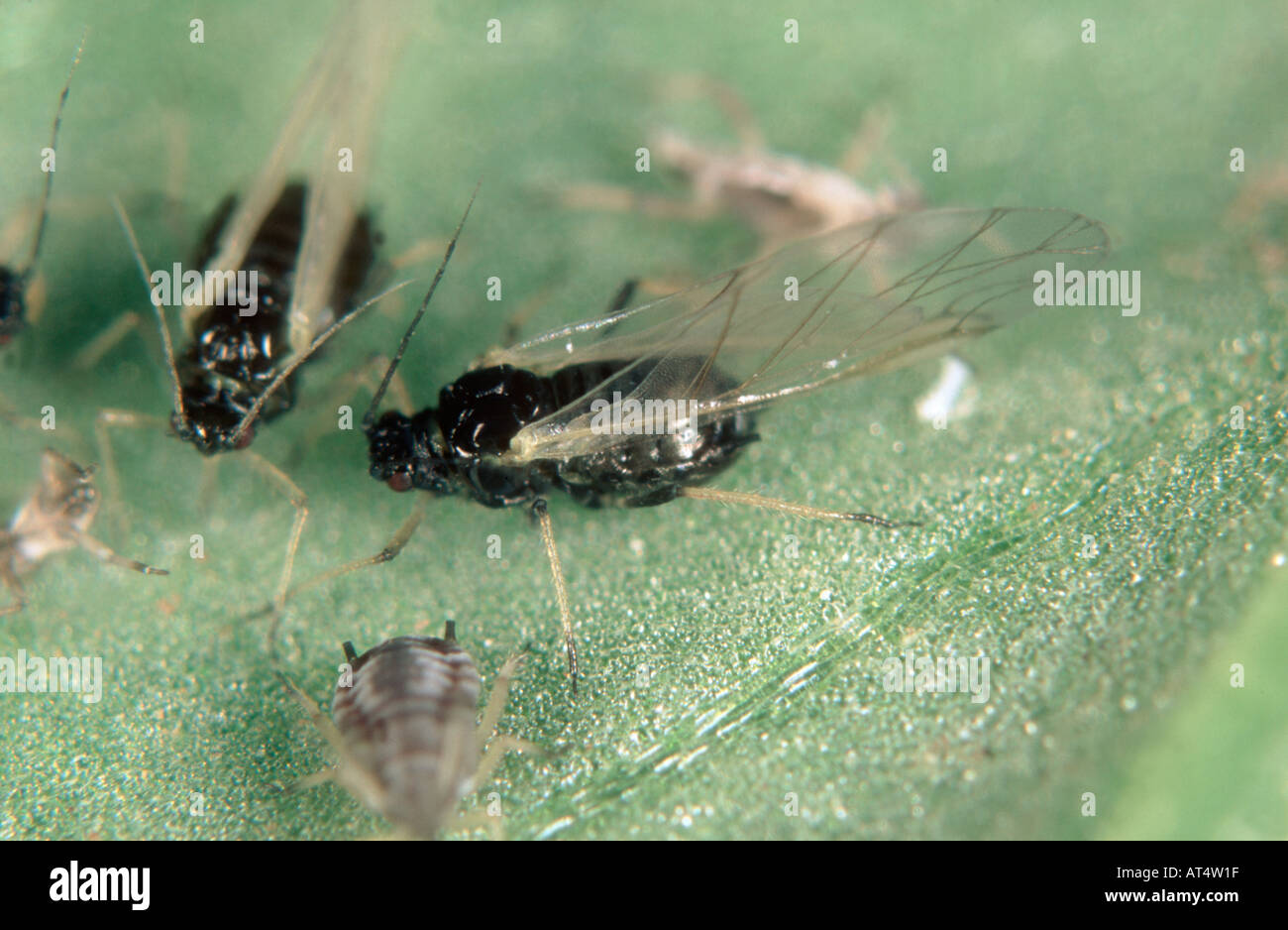 Puceron noir de la fève Aphis fabae alates sur une feuille de haricot Banque D'Images