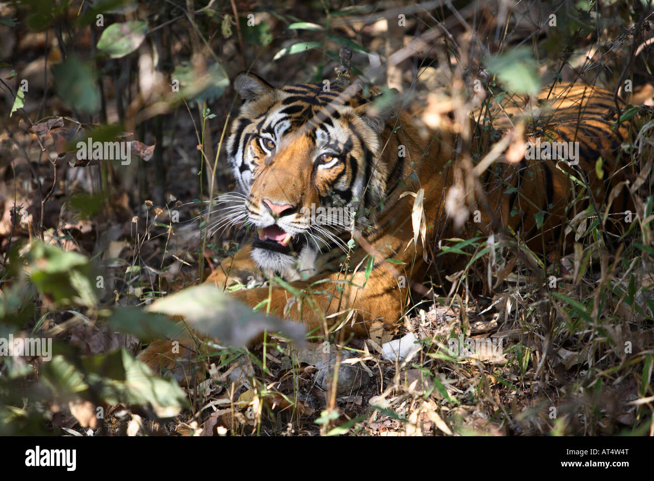 Tigre mâle, Panthera tigris, le repos dans la canopie à Kanha National Park, le Madhya Pradesh, en Inde. Banque D'Images Tigre mâle, Panthera tigris, le repos dans la canopie à Kanha National Park, le Madhya Pradesh, en Inde. Banque D'Images