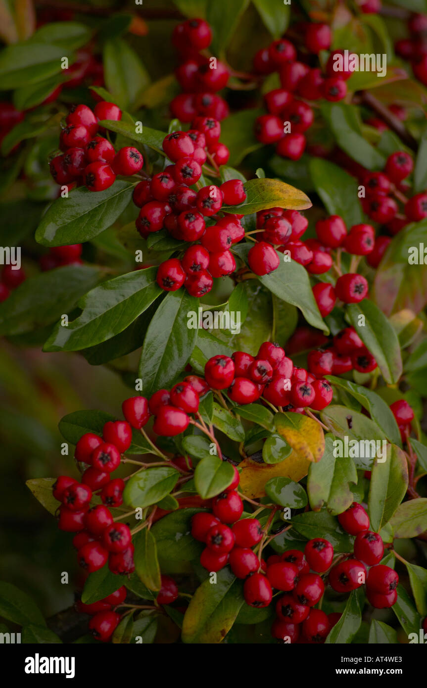 Cotonéaster Hybridus Pendulus (Pleurant) baies rouges en hiver dans le Sussex, UK Banque D'Images