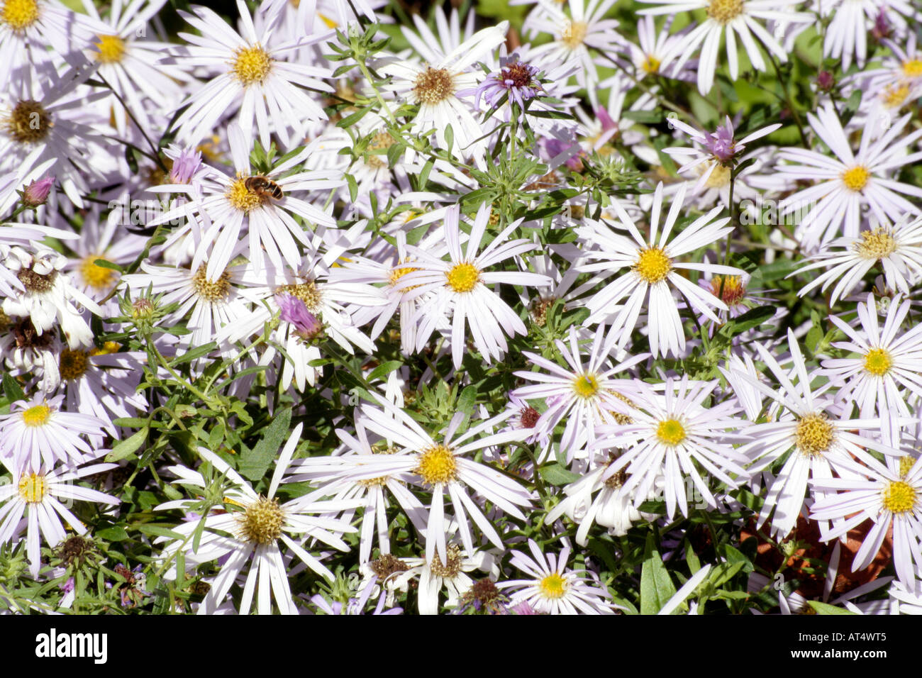 Aster pyrenaeus Lutetia a grandes fleurs lavande pâle en septembre et octobre sur une usine de mildiou Banque D'Images