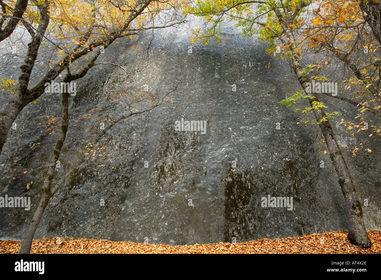 Le granit de chênes du Parc National Yosemite Banque D'Images