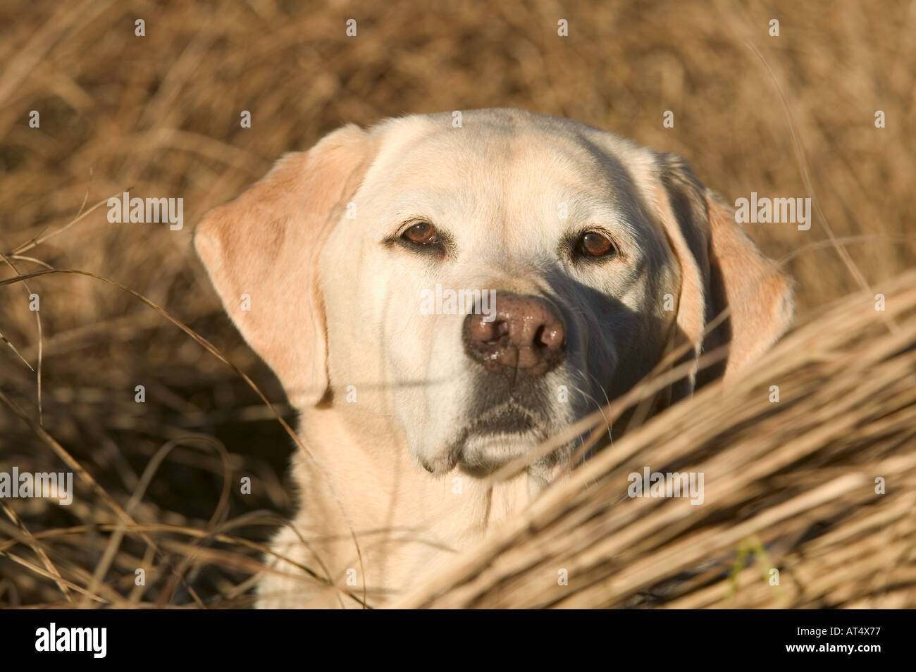 Chien Labrador Retriever jaune en plein air de repos Banque D'Images