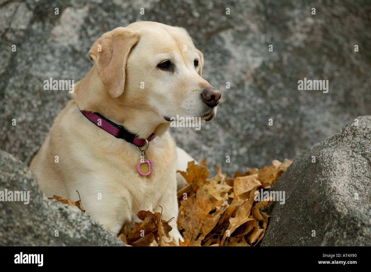 Chien Labrador Retriever jaune en plein air de repos Banque D'Images