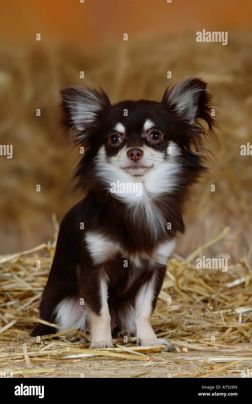 Chihuahua de 9 mois à poils longs Banque D'Images