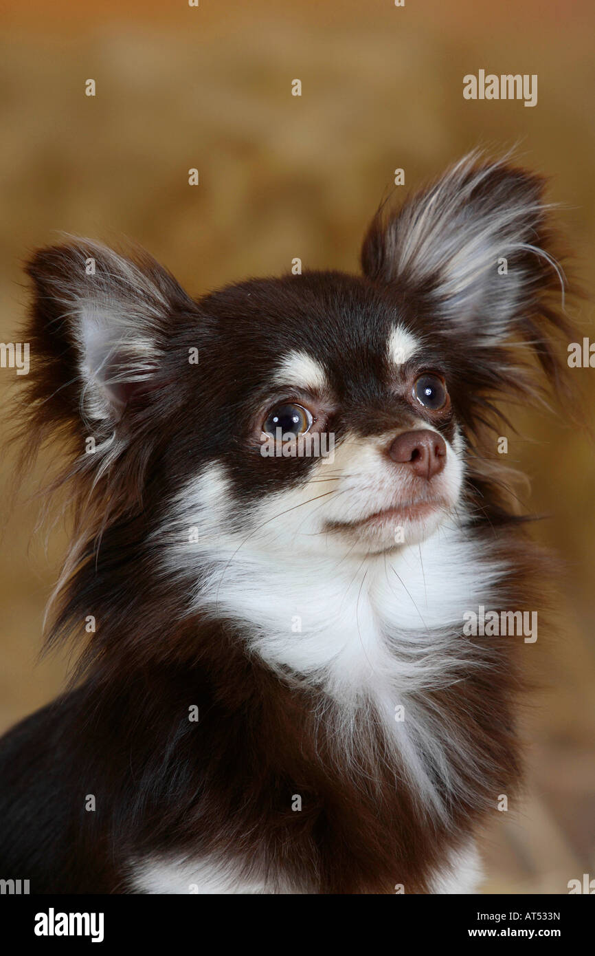 Chihuahua de 9 mois à poils longs Banque D'Images