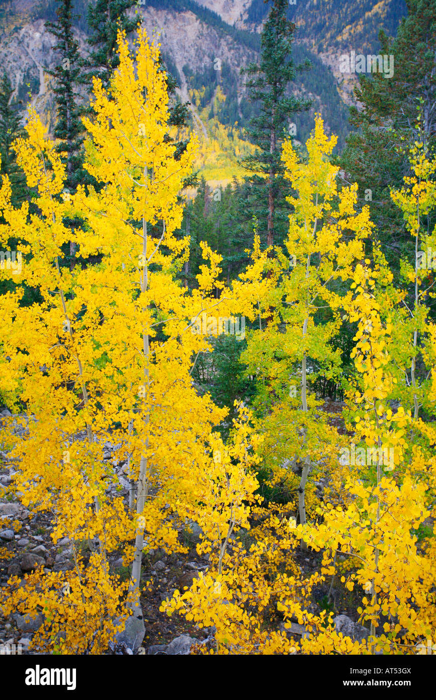 San Isabel National Forest, Colorado Banque D'Images