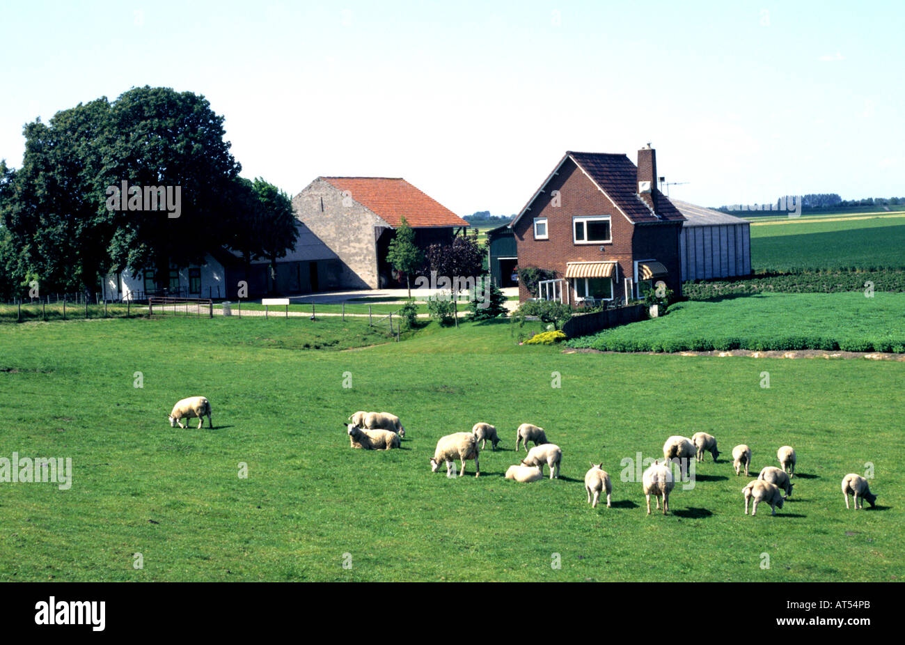 Pays-bas nl néerlandais holland agriculture moutons Banque D'Images
