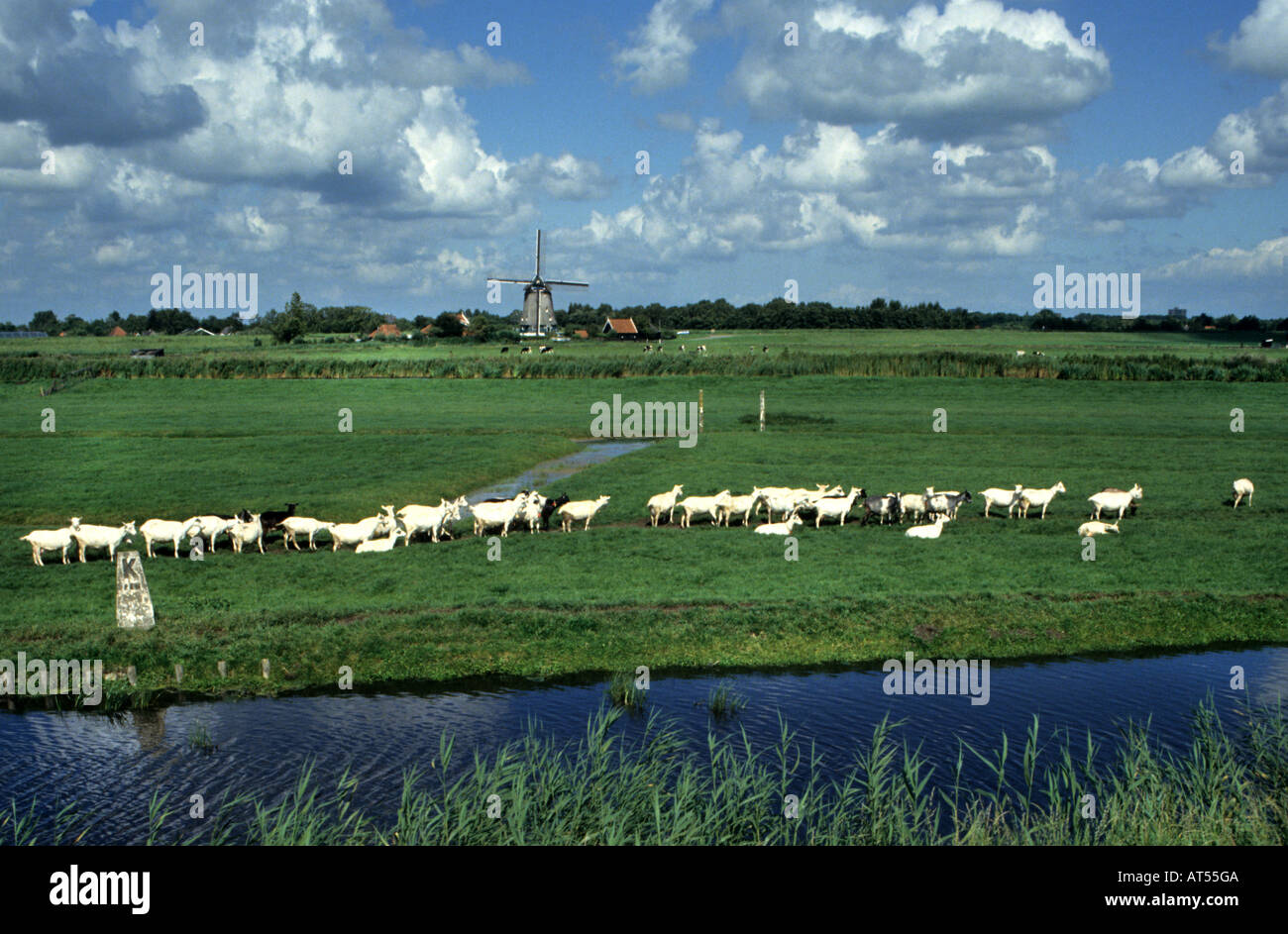 Moutons Moutons North Holland Banque D'Images