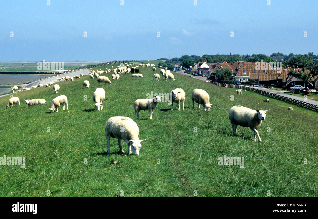 Moutons Moutons dyke frise fryslan hindelopen Pays-bas hollande dutch Banque D'Images