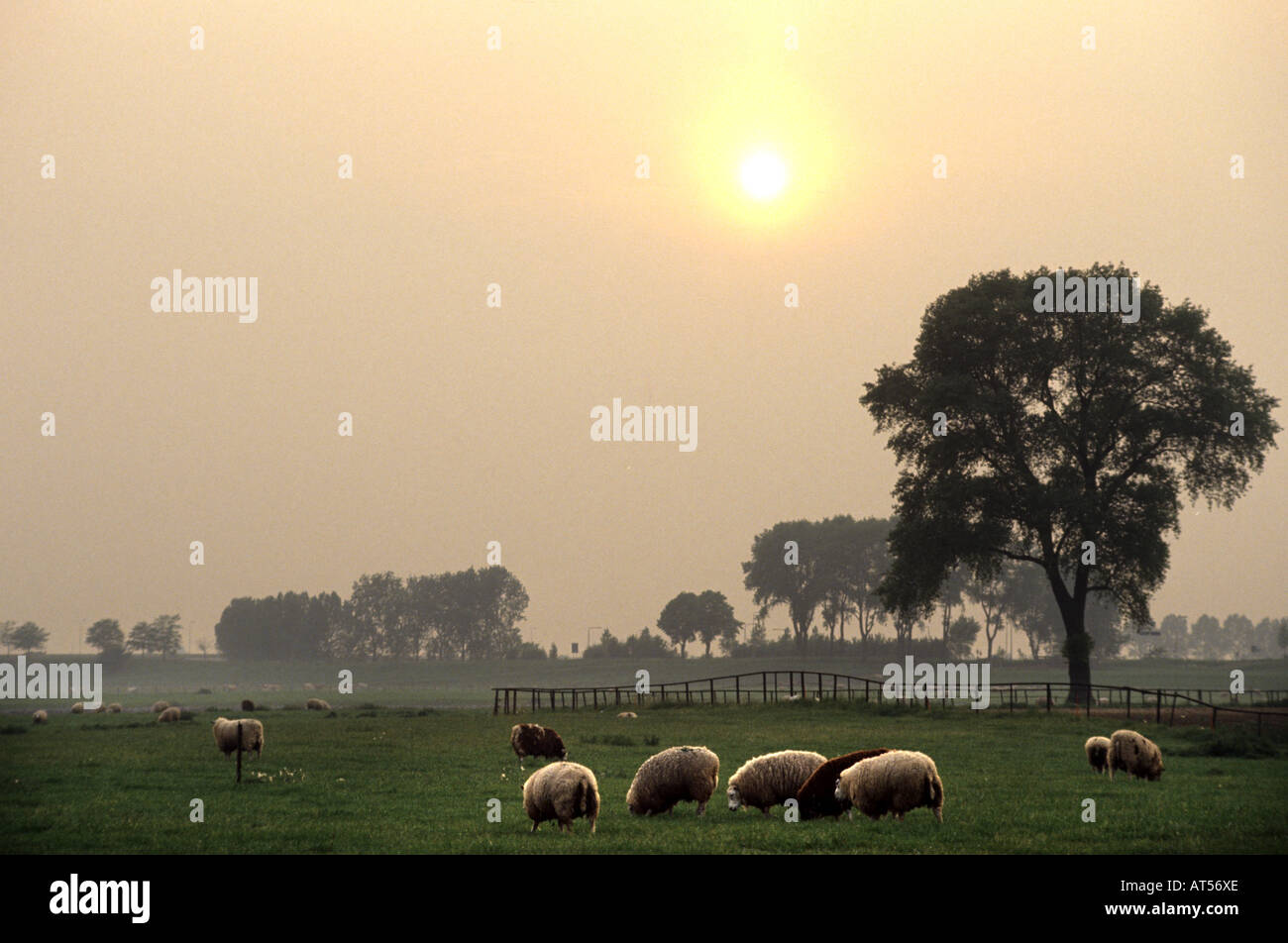 Moutons Moutons Brabant néerlandais Pays-bas Hollande Banque D'Images