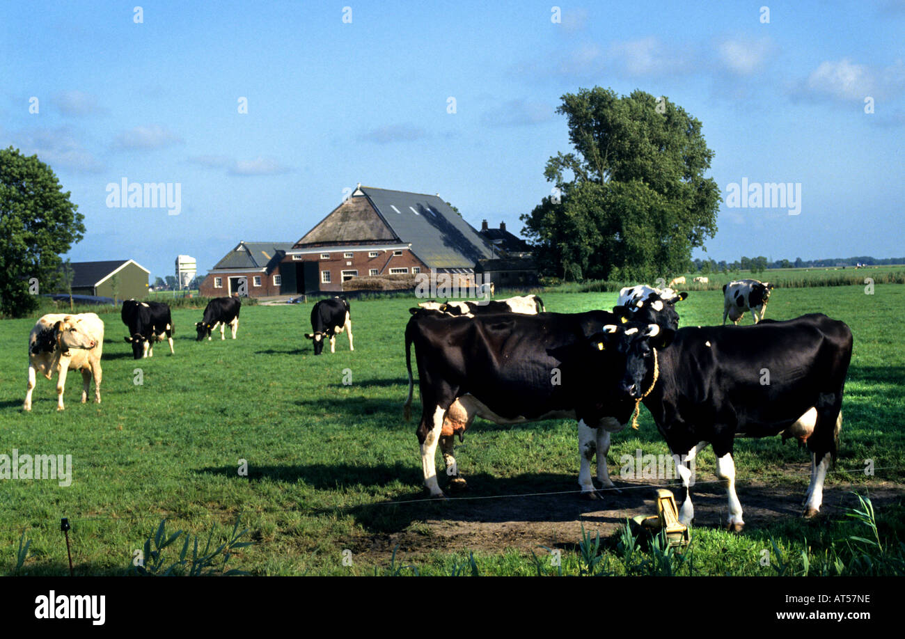Pays-bas hollande ferme vaches vache fermier néerlandais Banque D'Images