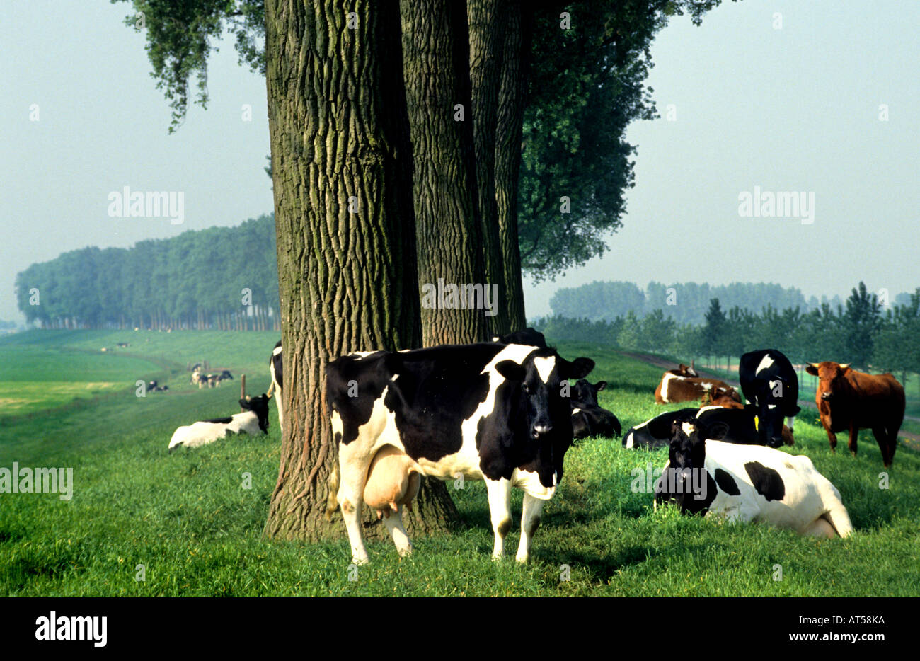North South Holland Pays Bas Hollande Vaches Vache Ferme