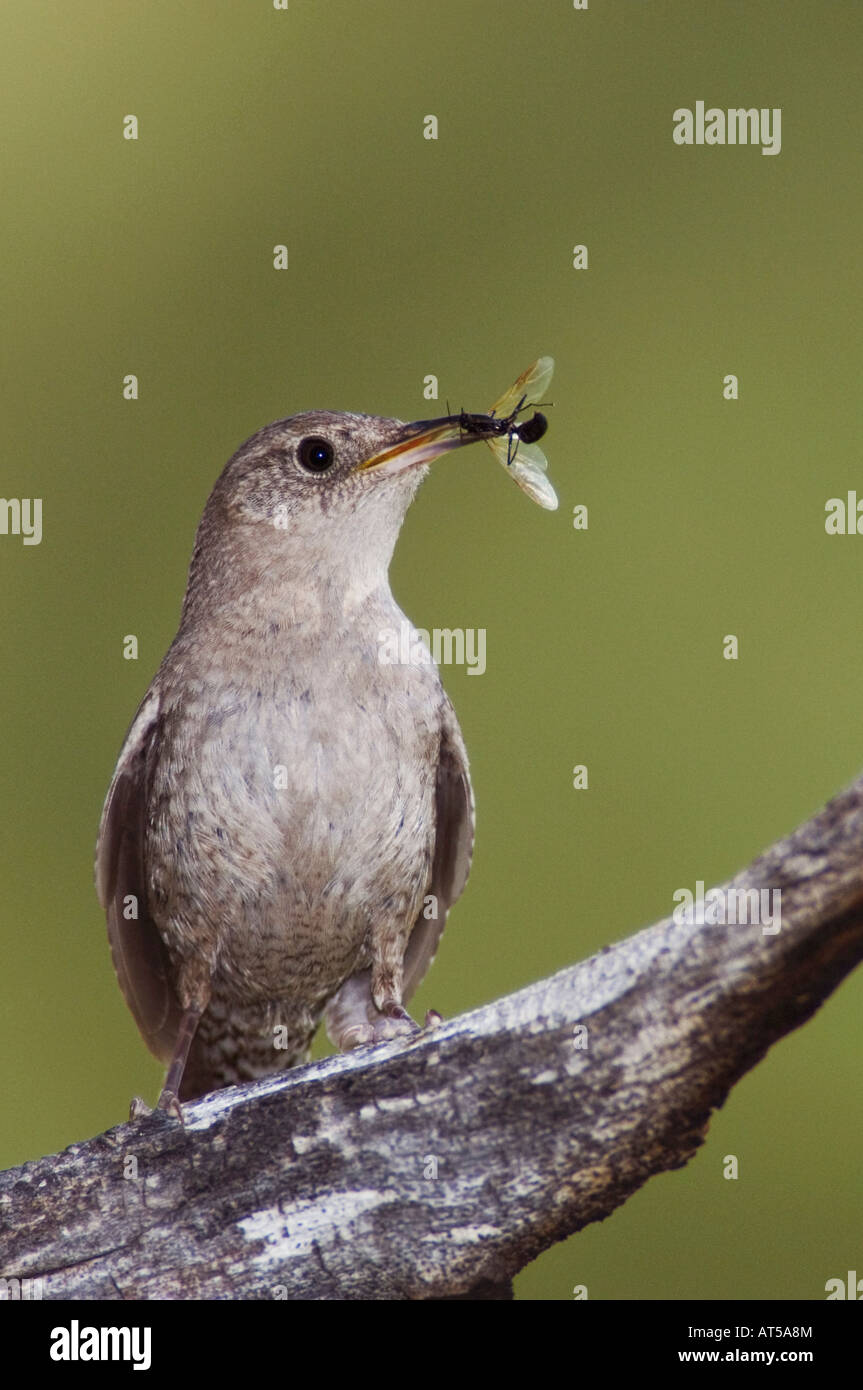 Troglodyte familier Troglodytes aedon des profils avec les proies Rocky Mountain National Park Colorado USA Juin 2007 Banque D'Images