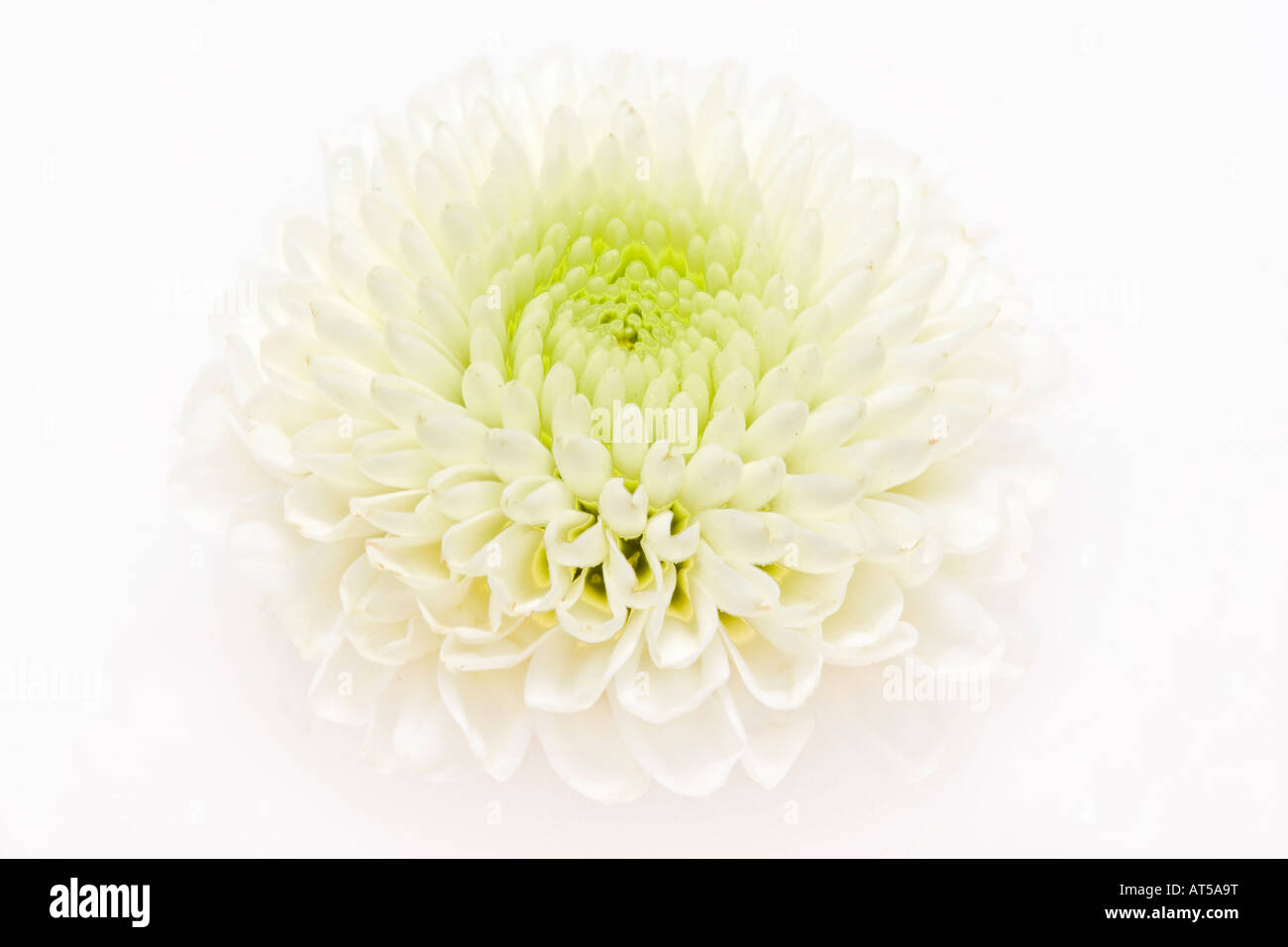 Chrysanthème blanc gros plan d'une belle fleur photos images photos au-dessus de la grande haute résolution horizontale aux États-Unis haute résolution haute résolution aux États-Unis haute résolution Banque D'Images