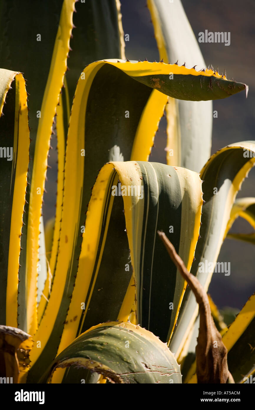 Le serpent, le désert, la végétation, l'usine, naturel et vert Banque D'Images