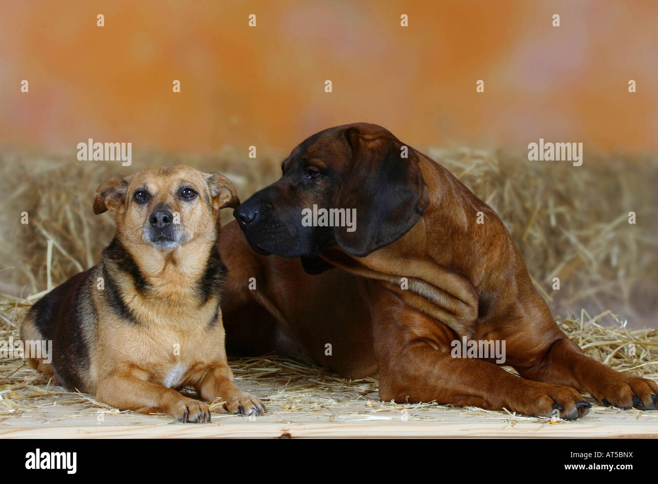 Terrier de chasse allemand de Hanovre et chien courant Banque D'Images