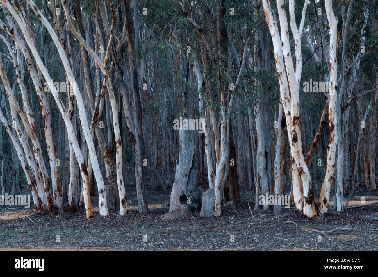 Les troncs d'Eucalyptus à la tombée de Dryandra Woodland Australie Occidentale Septembre Banque D'Images