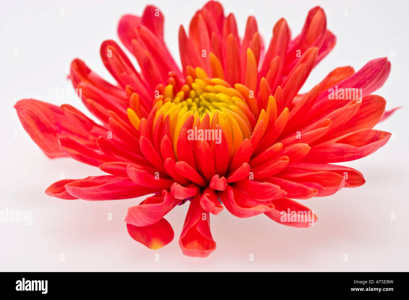 Orange chrysanthème gros plan d'une belle fleur photos images photos au-dessus de la grande haute résolution horizontale aux États-Unis haute résolution haute résolution aux États-Unis haute résolution Banque D'Images