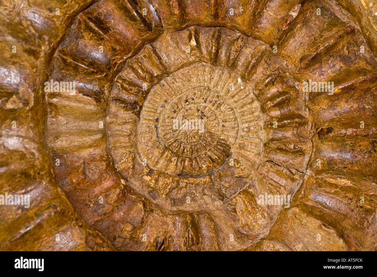 Libre d'une ammonite fossilisée une espèce d'animaux marins à partir de la période jurassique précoce Banque D'Images