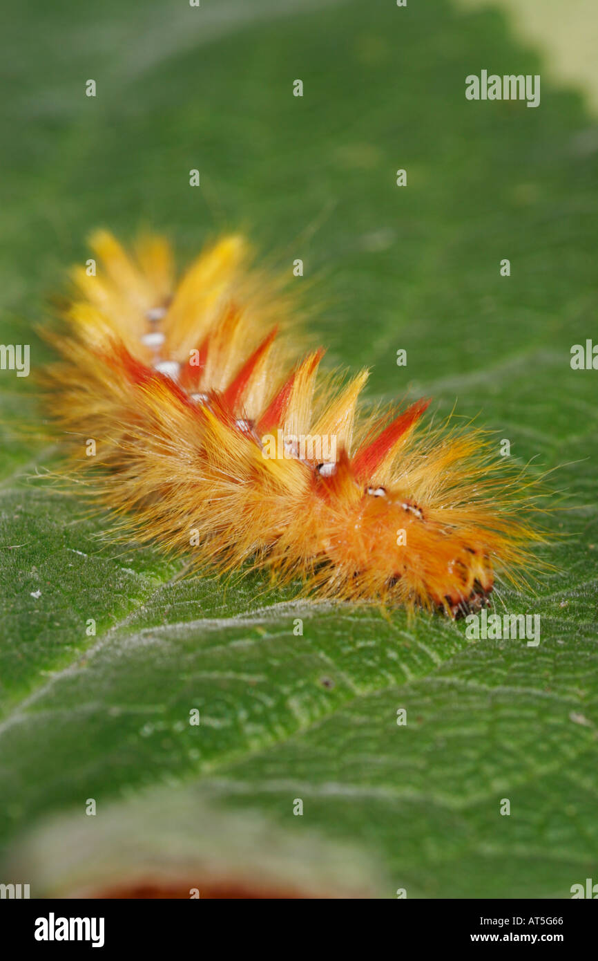 Espèce de sycomore Acronicta aceris Noctuidae poilue jaune Caterpillar Banque D'Images