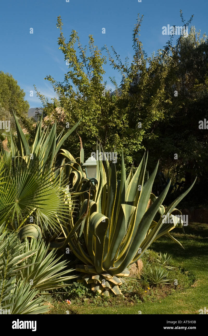 Cactus dans un jardin marocain Banque D'Images
