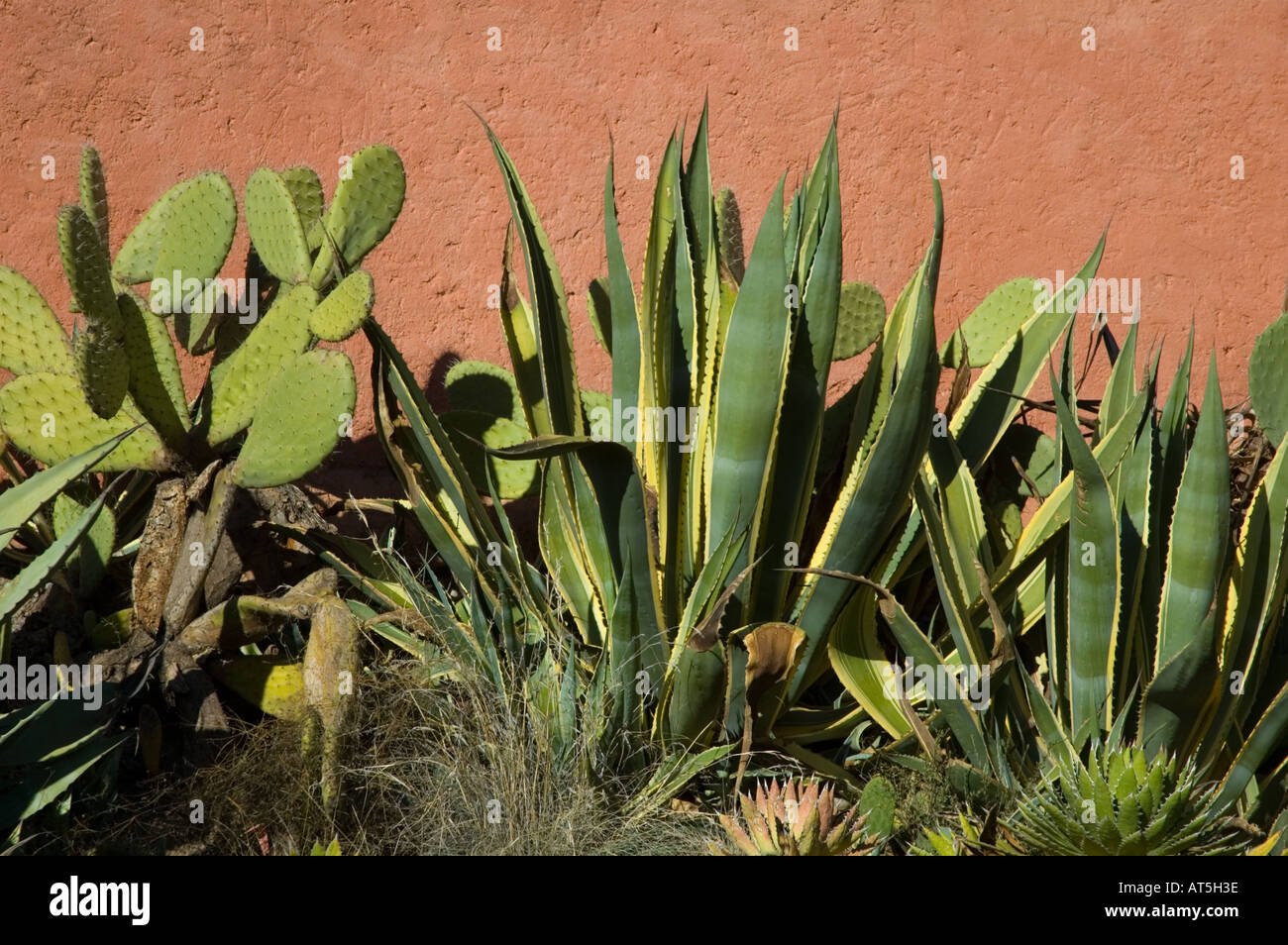 Cactus dans un jardin marocain Banque D'Images