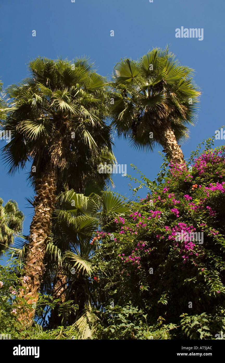 Maroc palmier et de bougainvilliers dans Jardin Majorelle Marrakech Banque D'Images