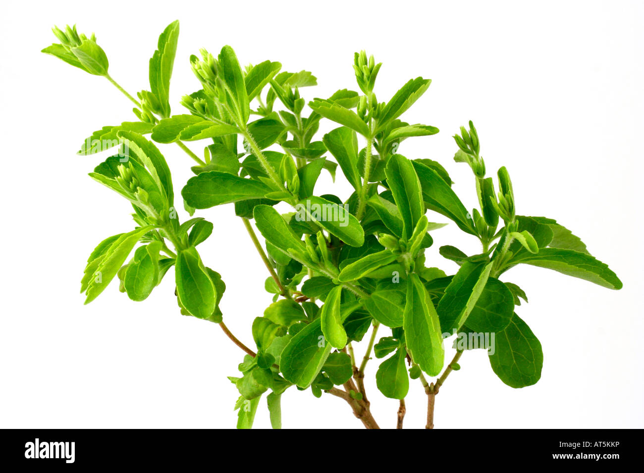 Sweet herb Stevia rebaudiana Banque D'Images