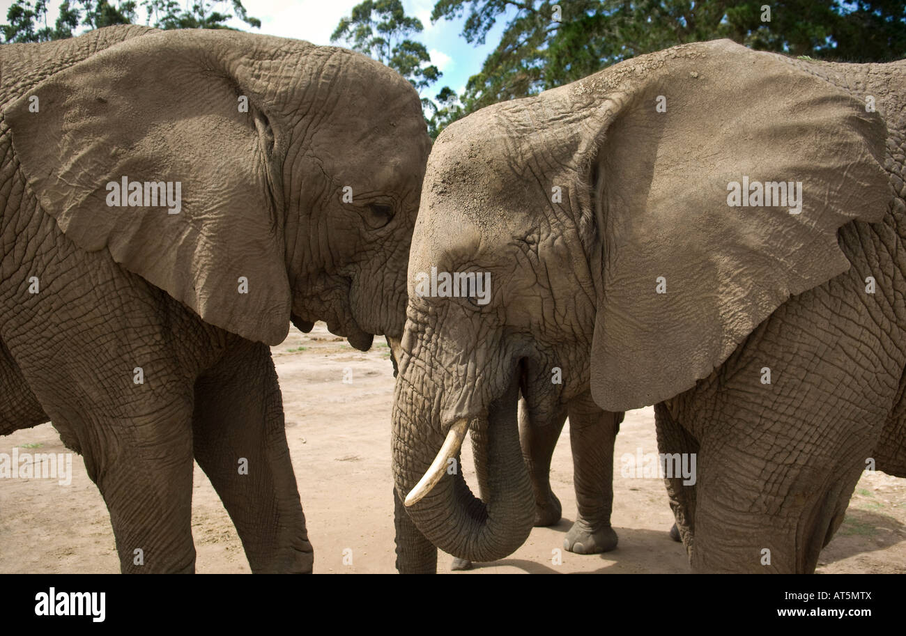 Deux Éléphants de Knysna Knysna Elephant Park l'alimentation en Afrique du Sud Banque D'Images