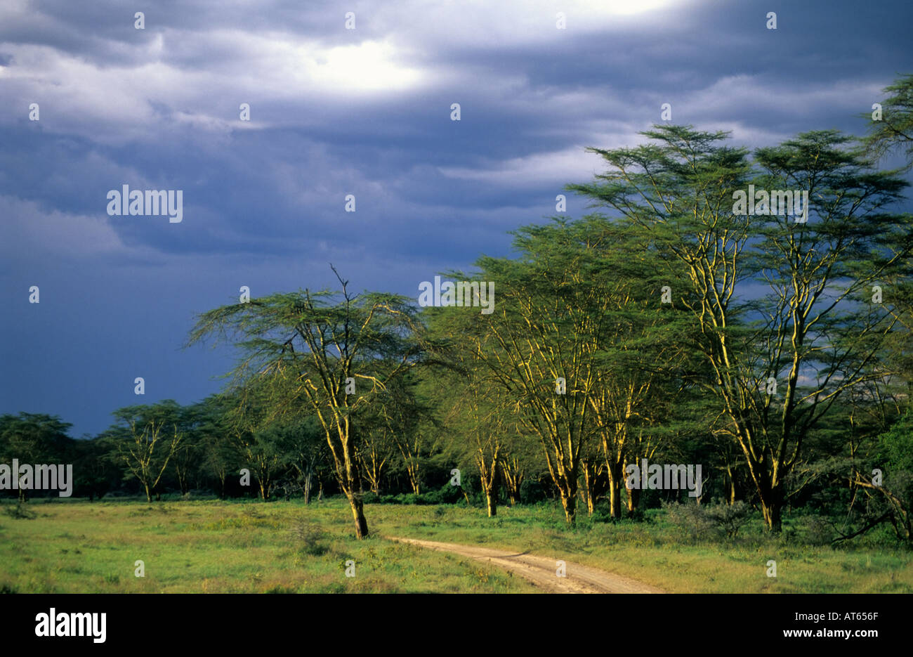 Acacia arbres, Parc national du lac Nakuru, Kenya Banque D'Images