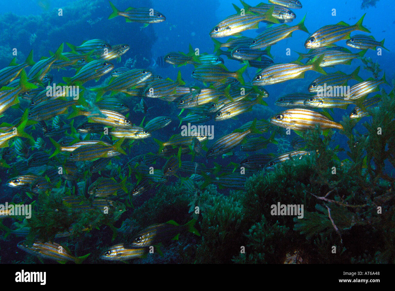 L'École de l'achigan à petite bouche grunts Johnrandallia chrysargyreum Ressurreta Fernando de Noronha National Marine Sanctuary Pernambuco Braz Banque D'Images