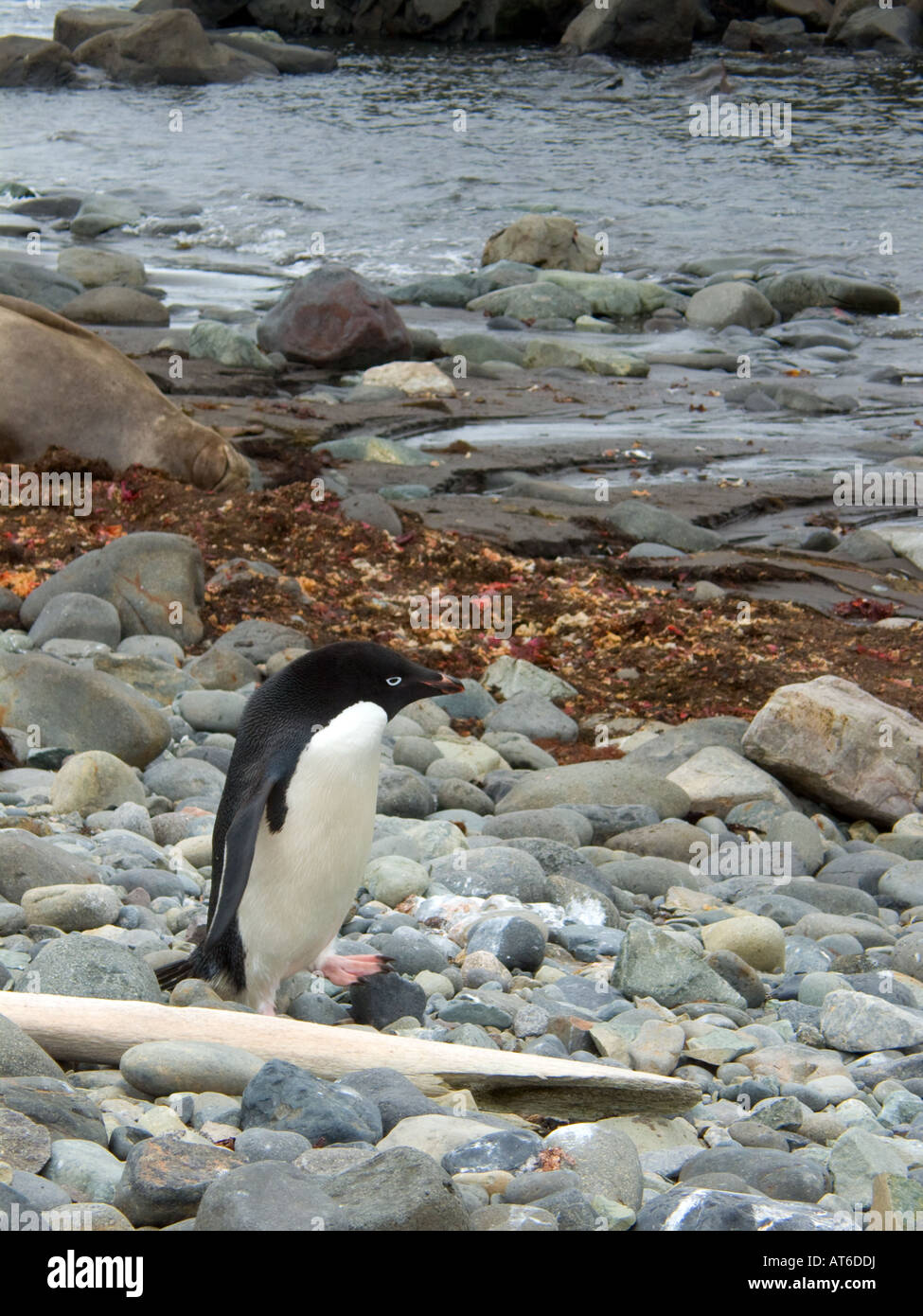 Adelie Penguin et de baleine sur l'île du Roi George Antarctique Banque D'Images