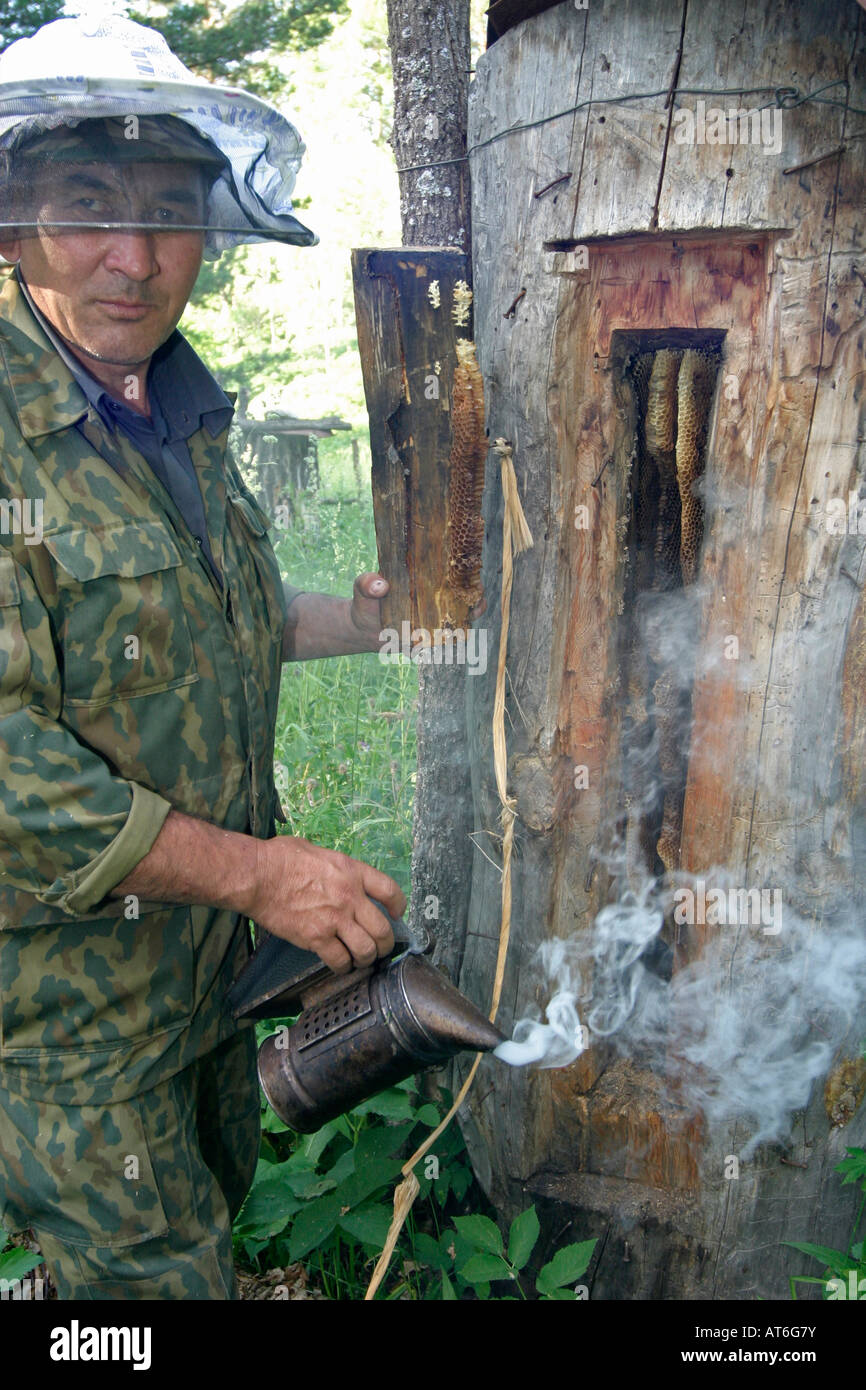 Apiculteur traditionnel fumeurs ruche sauvage région Bourzian Shulgantash Bashkortosatan près de République de la Fédération de Russie Banque D'Images