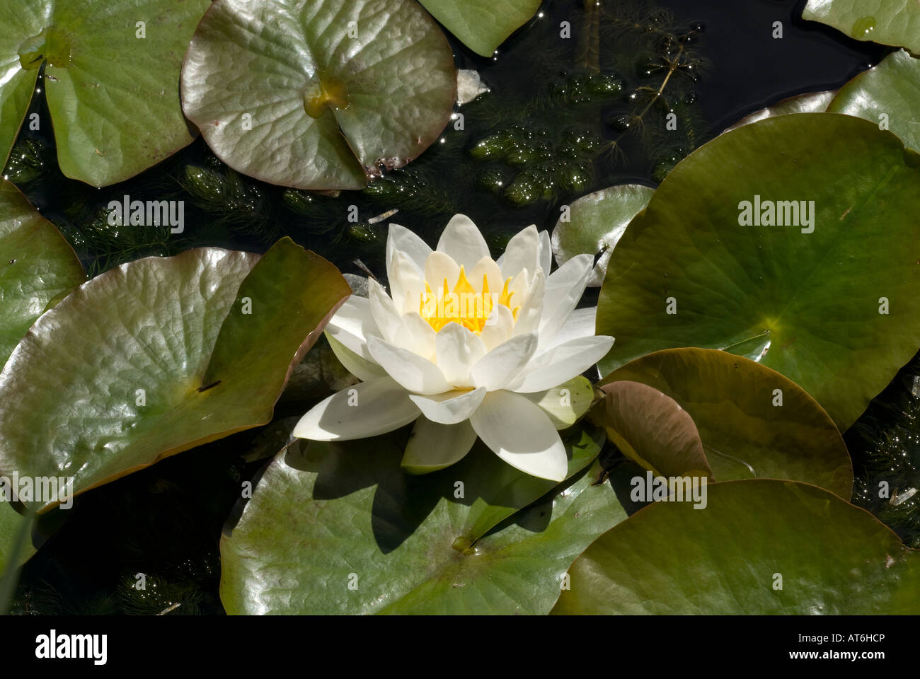 Water Lilly's Mellerstain House Scottish Borders Banque D'Images
