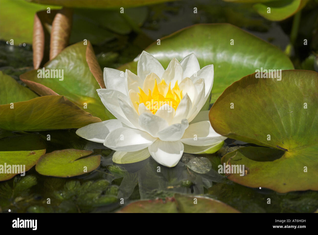 Water Lilly's Mellerstain House Scottish Borders Banque D'Images