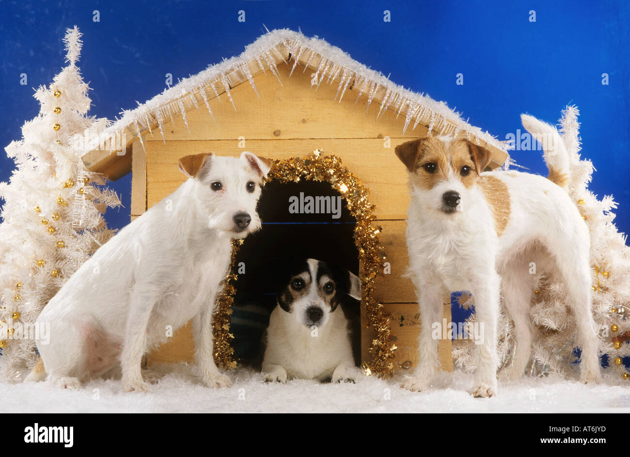 Noël : trois chiens Kromfohrlaender en face de chenil décoré Banque D'Images