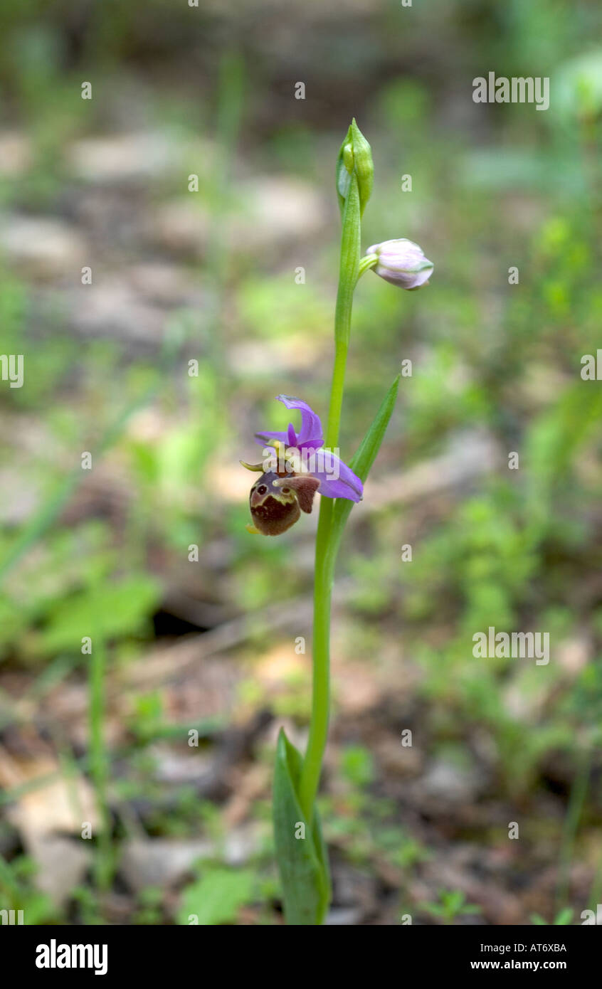 Wild Orchid. heldreichii Heldreich ophrys' Apokoronas Région de Crète Banque D'Images