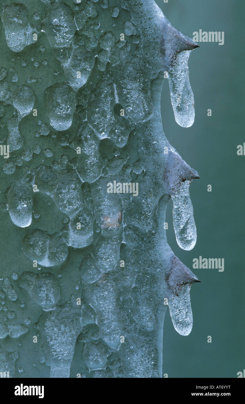 Century Plant Agave Agavaceae leaf après la pluie de glace San Antonio États-Unis Février 2003 Banque D'Images