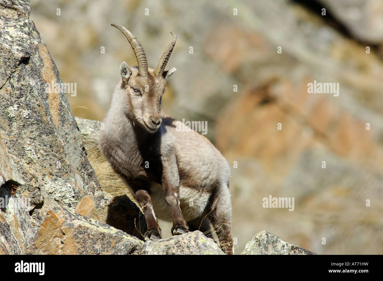 Stambecco Capra ibex femmina autunno montagna Valnoney Cogne Parco Nazionale Gran Paradiso Valle d aosta Italie Banque D'Images