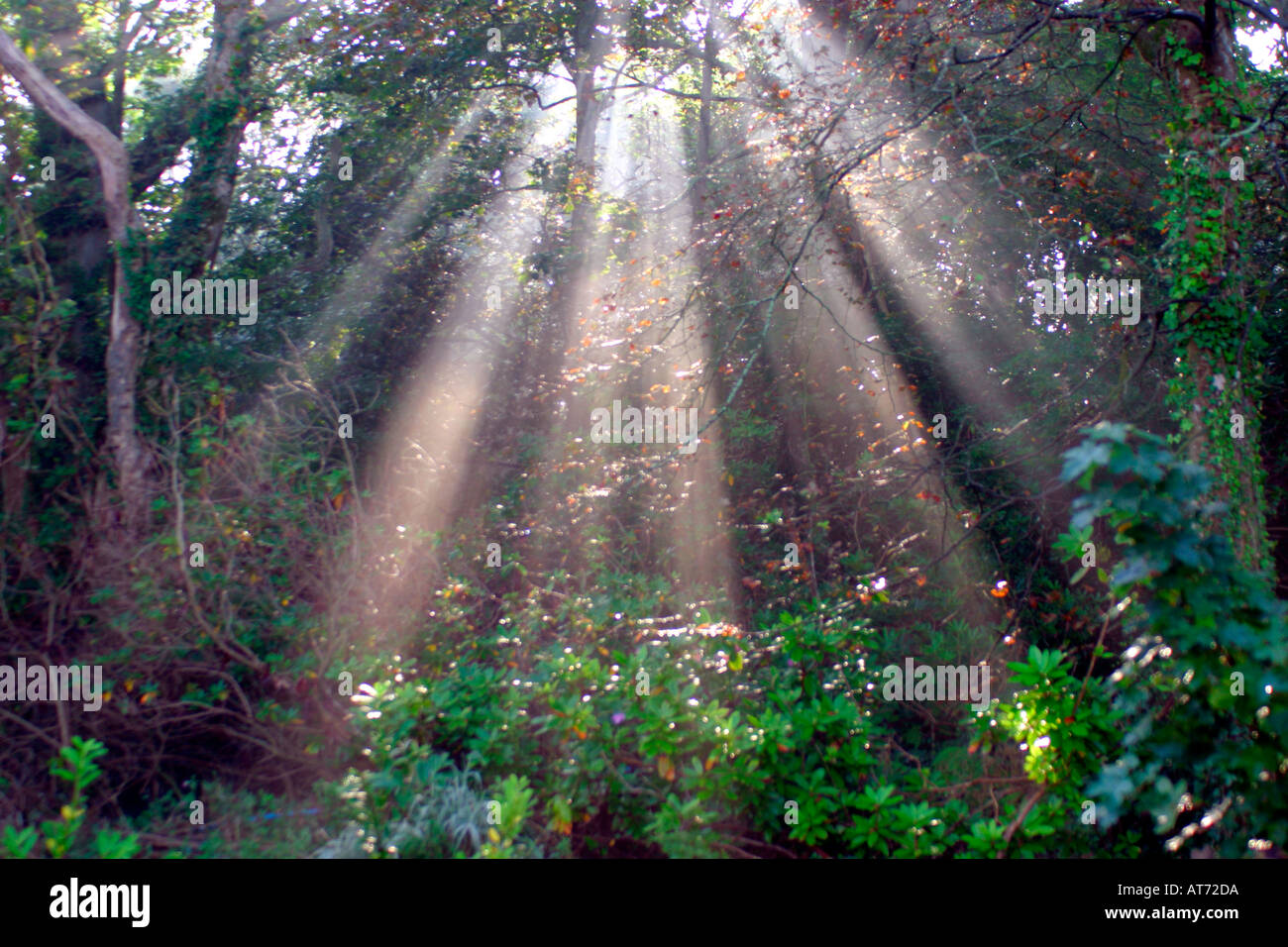 Les rayons du soleil dans un bois Banque D'Images