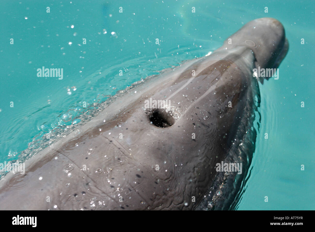 Nz70058-D. Grand dauphin, Tursiops truncatus. Remarque évent. Photo Copyright Brandon Cole Banque D'Images