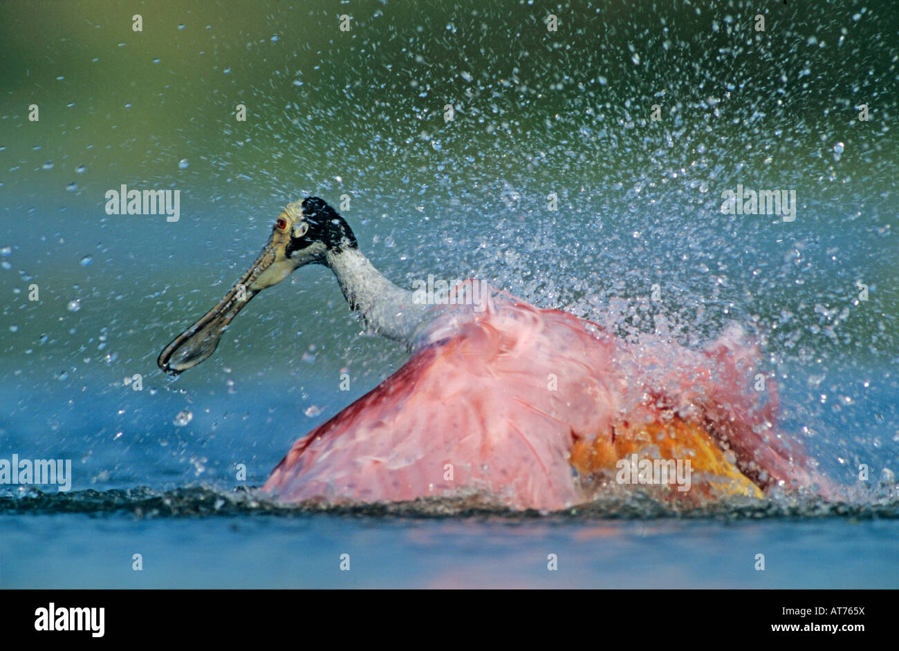 Ajaia ajaja Roseate Spoonbill Soudeur baignade adultes Wildlife Refuge Sinton Texas USA Juin 2005 Banque D'Images