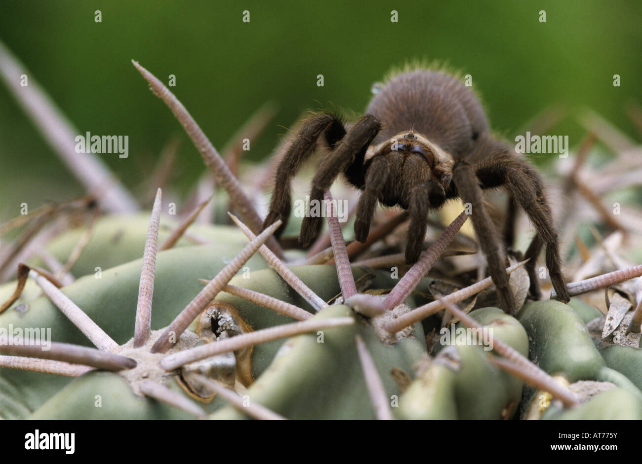 Tarantula Aphonopelma sp jeunes cactus sur Starr County Vallée du Rio Grande au Texas USA Mai 2002 Banque D'Images
