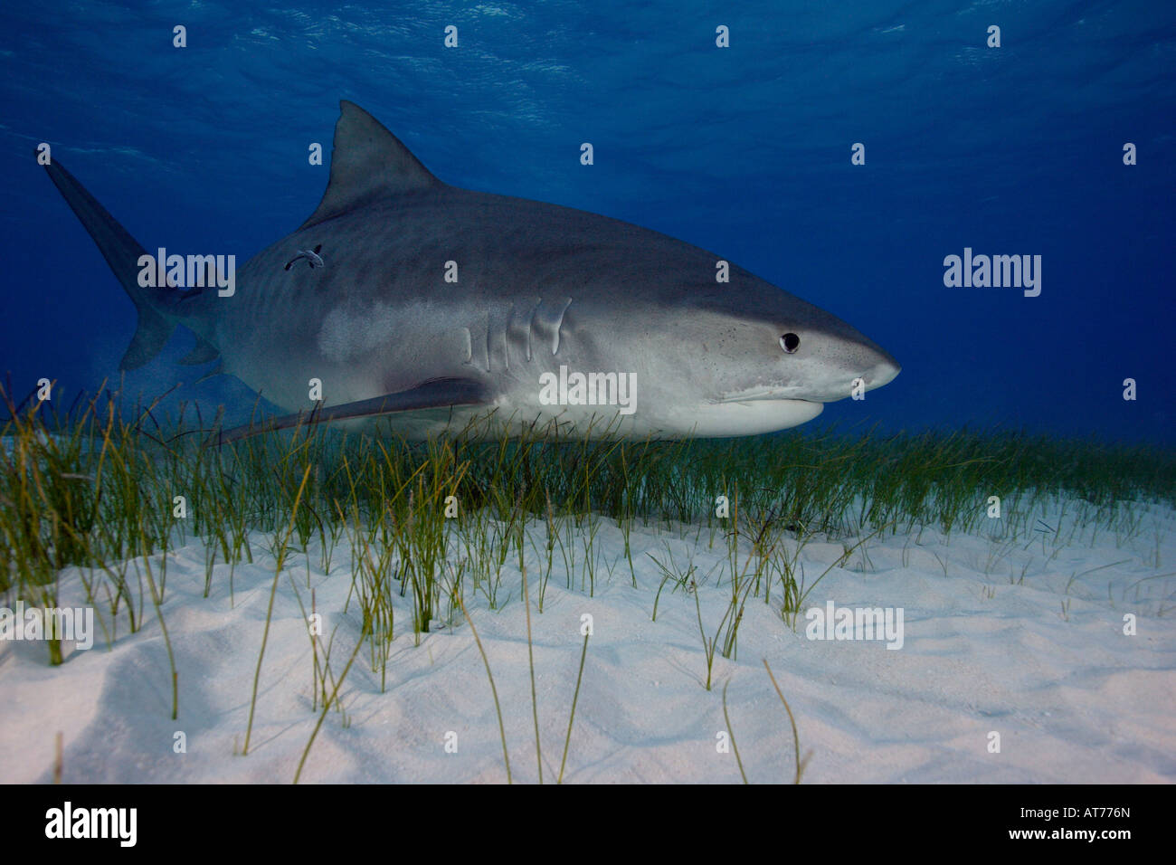 Pa0765-D. Requin tigre, Galeocerdo cuvier. Bahamas, Océan Atlantique. Photo Copyright Brandon Cole Banque D'Images