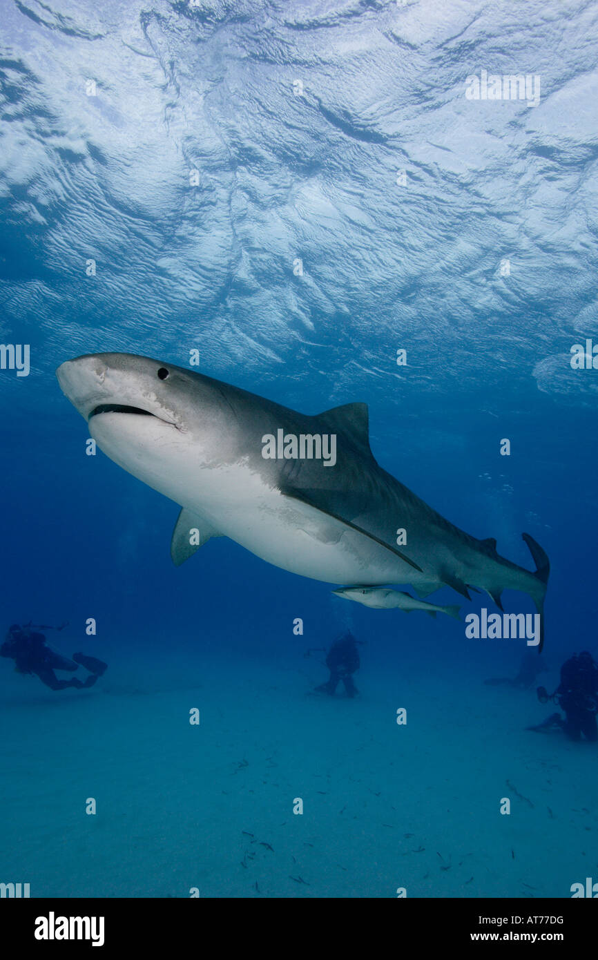 Pa0911-D. Requin tigre, Galeocerdo cuvier. Bahamas, Océan Atlantique. Photo Copyright Brandon Cole Banque D'Images
