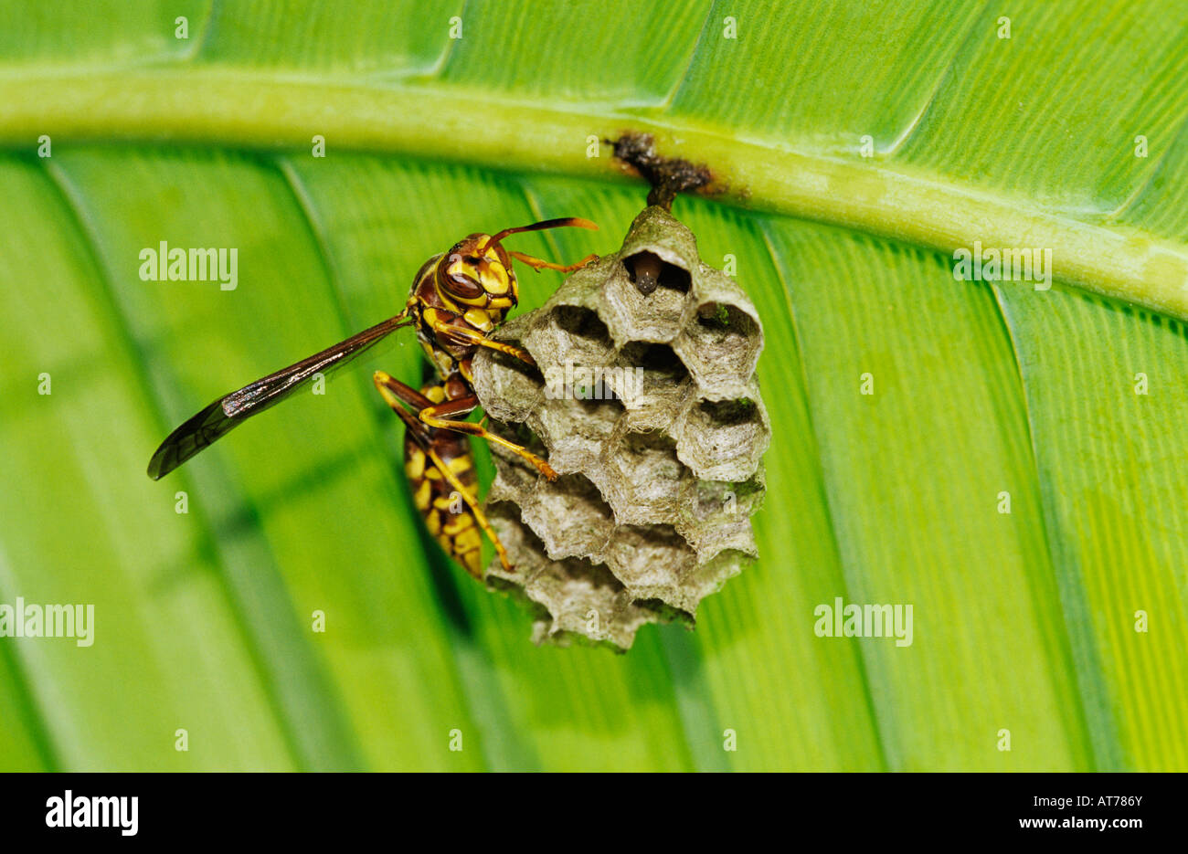 Paper Wasp Polistes sp adulte sur nid sous Palmier Rio Grande Valley Texas USA Banque D'Images