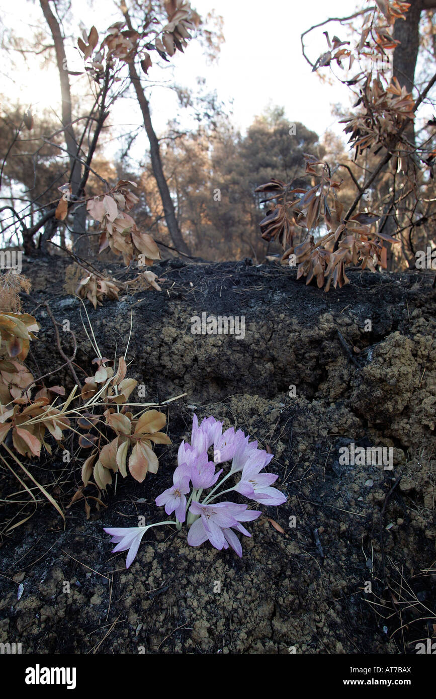 Grèce quatre semaines après l'incendie. Secteur brûlé près de Smerna avec une seule fleur Banque D'Images