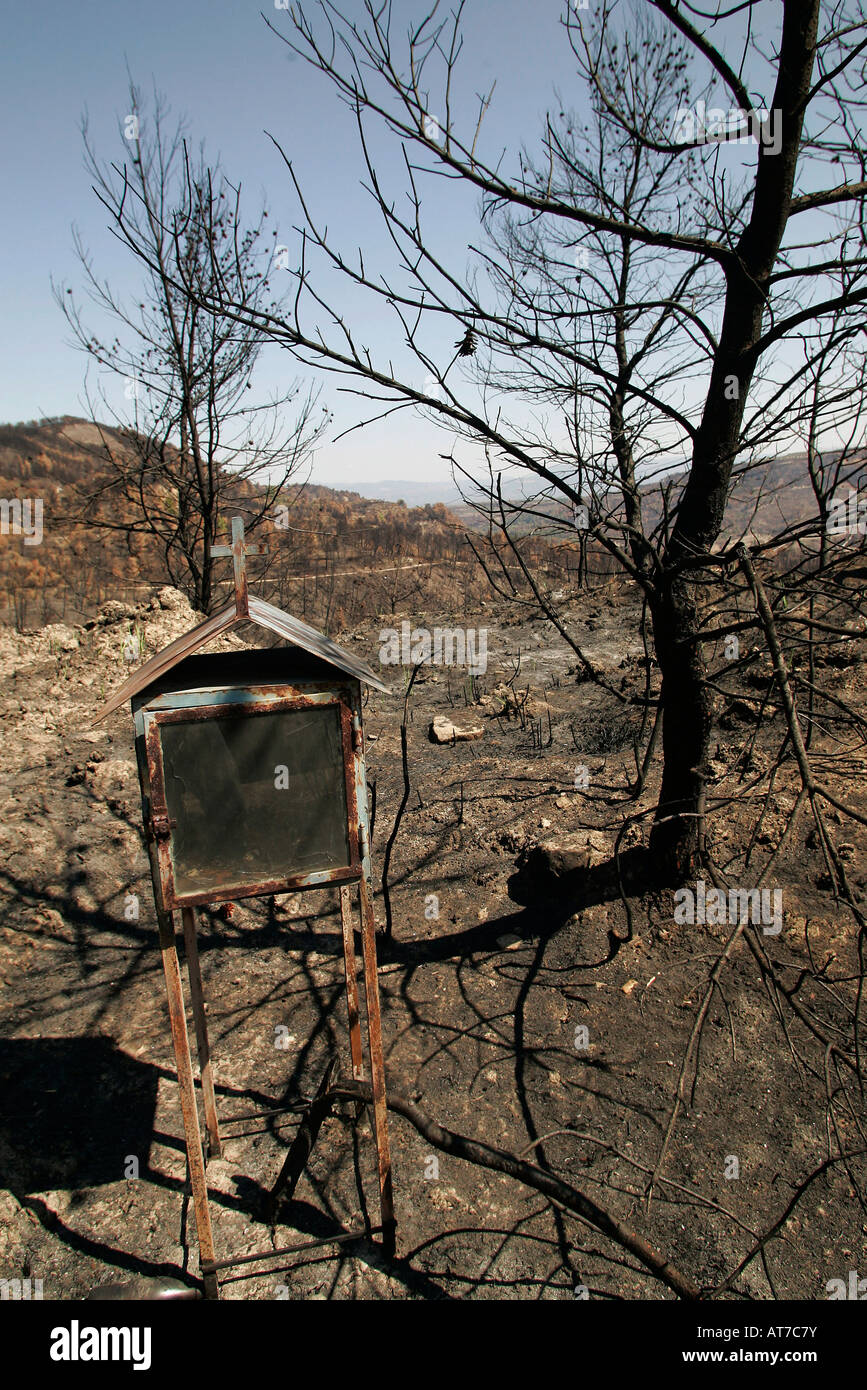 Grèce quatre semaines après l'incendie. Secteur brûlé près de Smerna Banque D'Images