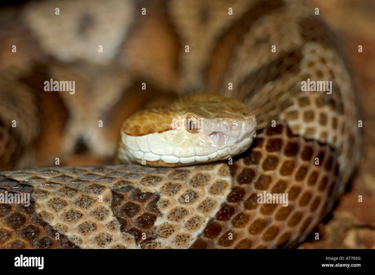 Serpent Copperhead Banque D'Images Serpent Copperhead Banque D'Images
